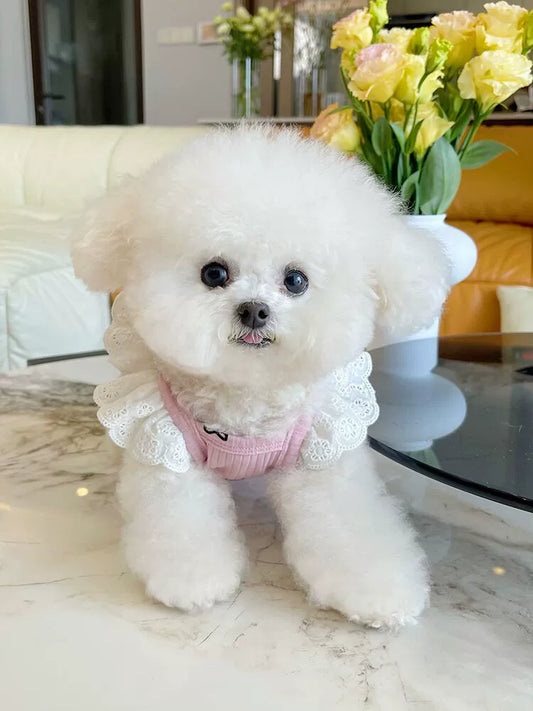 Lace Flounced Sleeve Bellyband Clothes Bichon Dog Surgery Teddy